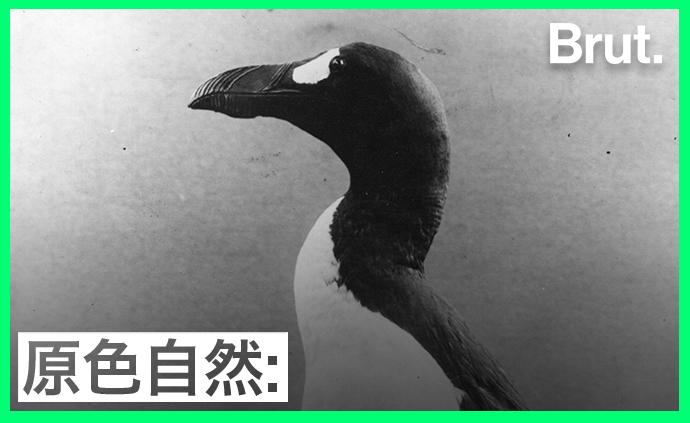 大海雀为何在19世纪末彻底消失？