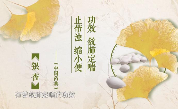 藥食同源 小小銀杏也有養(yǎng)肺的功效