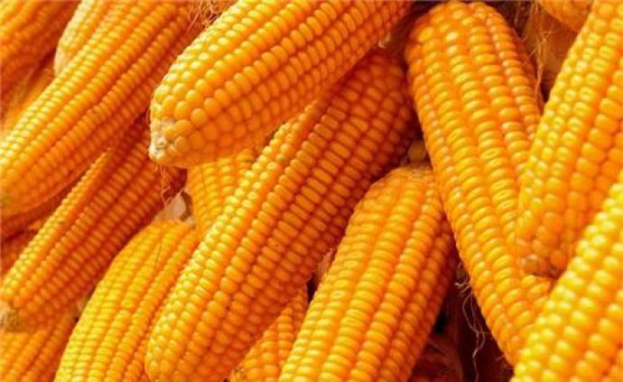 大北农：转基因玉米品种审批有望加快，可针对草地贪夜蛾