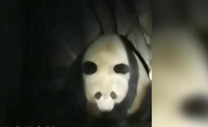 四川宝兴：一野生大熊猫连续两晚“借宿”村民猪圈