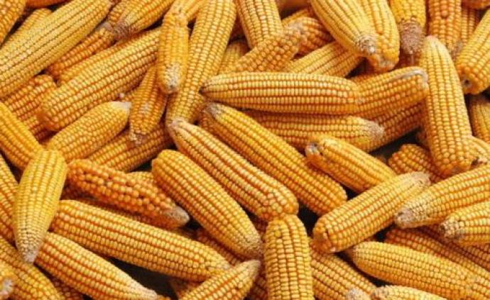 国家粮食和物资储备局：安排投放部分政策性玉米