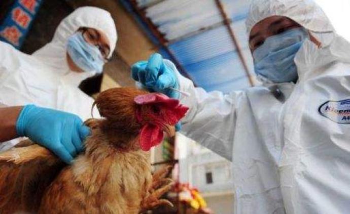 四川西充发生家禽H5N6亚型高致病性禽流感疫情