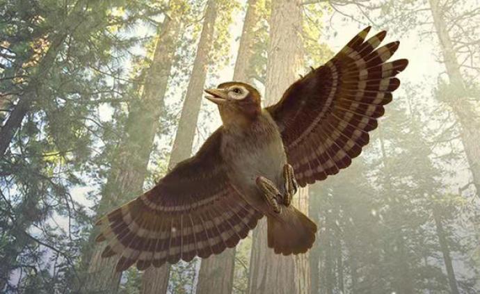 中外科学家在琥珀中发现大体型古鸟类
