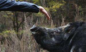 专家呼吁扩大野生动物损害赔偿范围：不能让野猪等钻了空子