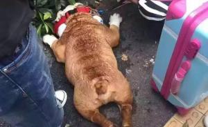 上海“亚宠展”高温排长队有宠物中暑死，有人呼“让狗先进”