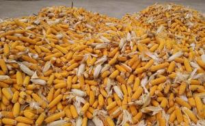 内蒙古一男子无证收玉米经营额达21万元，被判1年缓刑两年