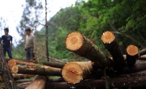 吉林一县政府无证砍伐数万株林木，警方：涉滥用职权移交检方