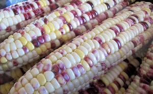 农业部：三省销毁千余亩违法转基因玉米，对当事人依法严惩