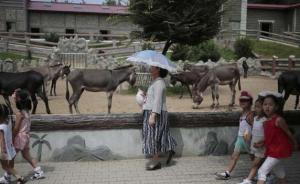 朝鲜平壤动物园里啥模样？“狗屋”是最热门景点