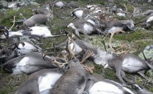 挪威322头驯鹿被雷劈死，环境局：尸检是否有炭疽病的可能