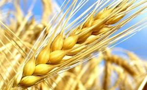 河南新乡回应小麦镉超标：所涉农田较小，且镉麦未流入市场