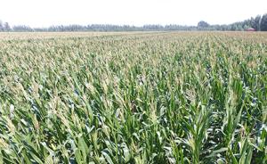 新疆两千亩转基因玉米田被铲除，官方称制种未备案是罚款主因