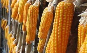 新疆两千亩非法转基因玉米种植户：首次种就被查，中间人失联