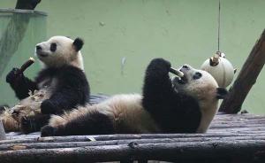 世界自然保护联盟：大熊猫不再濒危，降级至易危