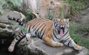 长春动物园发生虎咬死虎，园方称或因虎群打闹见血引起凶性