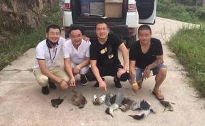 湖南猎鸟炫照5名嫌犯全部投案自首，非法猎捕野生鸟类7只