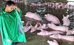 抢救安徽舒城六千头猪：部分已被淹死，政府正组织转运救援