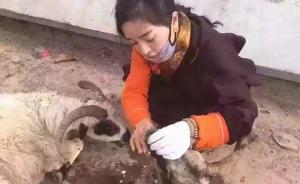 藏族姑娘在四川甘孜放生六千头羊，环保局称对生态压力较大