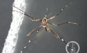 重庆口岸截获一只蚊子，经鉴定为寨卡病毒传播媒介埃及伊蚊