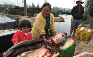 昆明滇池举办为期一个月开渔节，首日捕获大鱼体长超一米