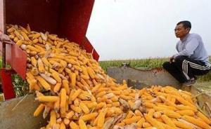 内蒙古农民无证收购玉米被判刑引争议，专家：应废除收粮许可
