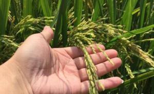 专家称多倍体水稻将是继“超级稻”之后又一“水稻革命”