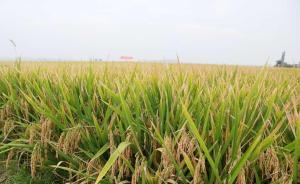 云南个旧超级稻百亩连片亩产达1088公斤，再创世界纪录