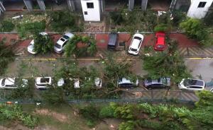 台风“莫兰蒂”造成厦门60多万株树木受损，包括一些古树
