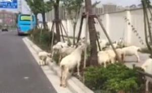 上海高档住宅区边惊现圈地放羊，有几只还在马路上闲逛