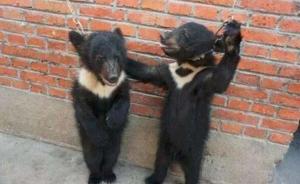 安徽宿州马戏行业被指虐待动物，监管部门称“表演需要训练”