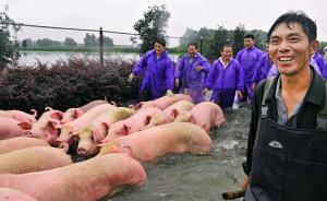 安徽数千头猪被淹之后：引广泛关注，一企业“赔钱买上千头”