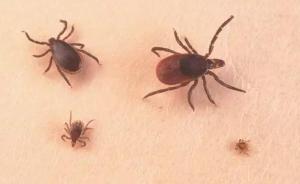 安徽铜陵四村民感染布尼亚病毒一人死亡，疑蜱虫叮咬所致