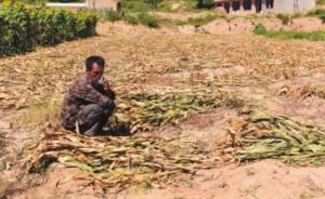 陕西铲除3630亩转基因制种玉米，农业经纪人被刑拘