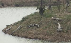 安徽芜湖一农庄圈养92条扬子鳄因暴雨部分出逃，已抓回5条