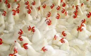 商务部：对美国原产白羽肉鸡将继续征收反倾销税，期限五年