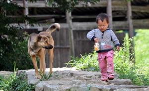 世界狂犬病日丨人患狂犬病几乎必死，WHO呼吁为犬类打疫苗