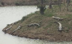 安徽芜湖一农庄饲养扬子鳄暴雨中部分出逃，目前仅捉回8条