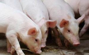 我国每年生猪病死淘汰量约六千万头，集中无害化处理比例不高