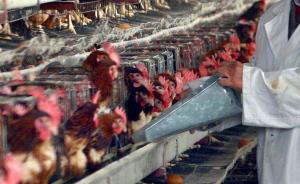 养殖业滥用抗生素禁而不止：最多时1吨饲料能添加1斤