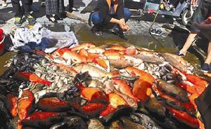 北京一公园施工改造：观赏鱼遭人捕捞，半小时卖出七八百斤
