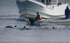 直击｜摄影师记录日本渔民捕杀海豚族群，为逃命大鱼撞向岩石