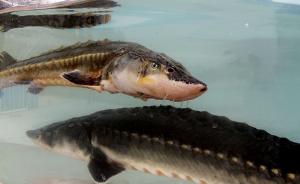 世界自然基金会关注鲟鱼逃逸：应完善长江鱼类原种保护战略