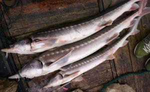 逃逸鲟鱼已被发现吃了中华鲟幼鱼的潜在食物，判定影响还尚早