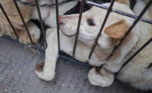 苏州法院惩处制售百斤毒狗肉团伙，一毒镖捕狗者获刑八个月
