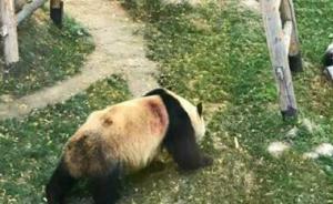 网友称兰州动物园大熊猫被虐待且有伤，国家林业局回应正调查