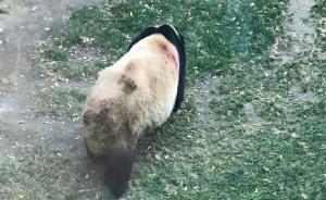 兰州动物园回应“虐待熊猫”传言：系蹭痒时被块石硬物划伤
