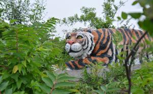 青藏高原野生动物园称未发生“老虎出逃”，网友所见或为模型