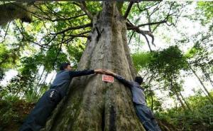 云南玉龙县：被盗伐红豆杉共27棵，根本不是网传“近千棵”