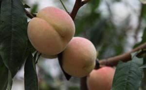 上海培育出全国最晚熟桃子，十月下旬上市常温下可保鲜数月