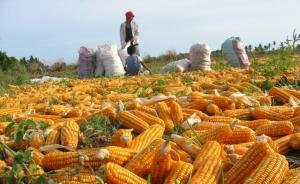 黑龙江修订食品安全条例，禁种转基因玉米水稻大豆等粮食作物